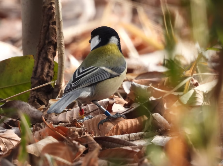 足環から見えてくるシジュウカラの暮らし－企画展「シジュウカラの社会」に寄せて