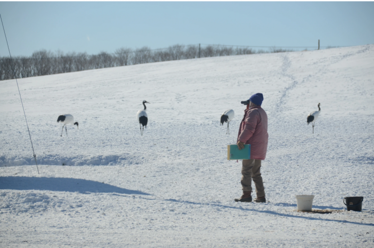 日本鳥類保護連盟とタンチョウ、そして今の私について
