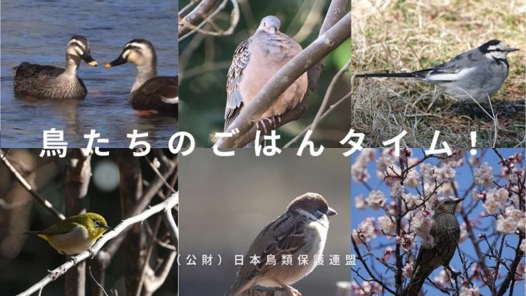 鳥たちのごはんタイム
