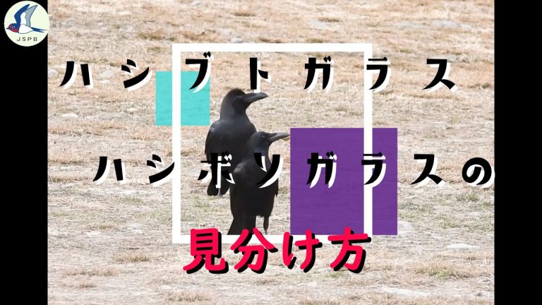 ハシブトガラスとハシボソガラス見分け方