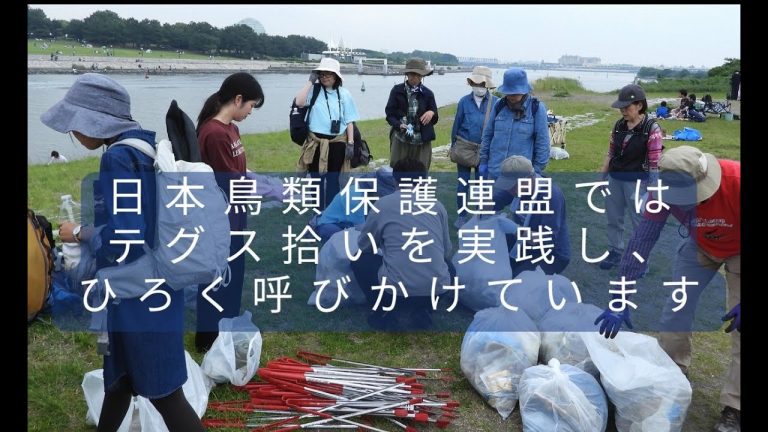 野鳥が被害にあう前に｜テグス拾い活動報告