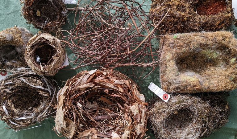 鳥の巣ってすごいね！