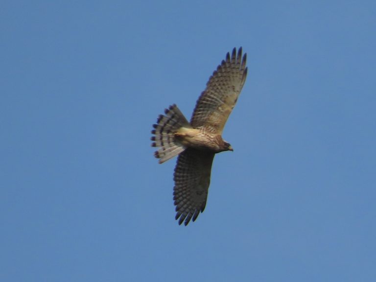 天高くタカの舞う奄美大島の秋