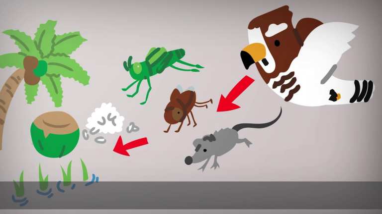 The activities for conservation of raptors of the Philippines