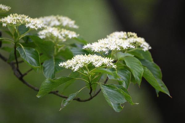 都市の樹林と生きものをめぐる最近の話題