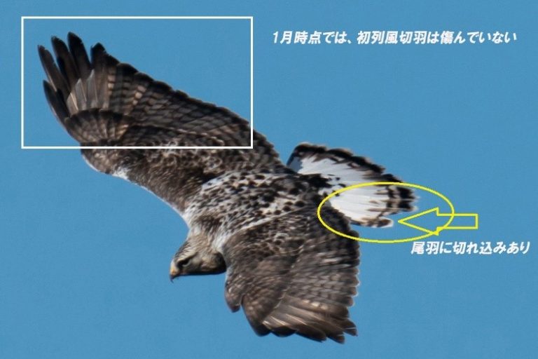 カメラを通して自然を見る～写真撮影のメリットとマナー～足跡探鳥記