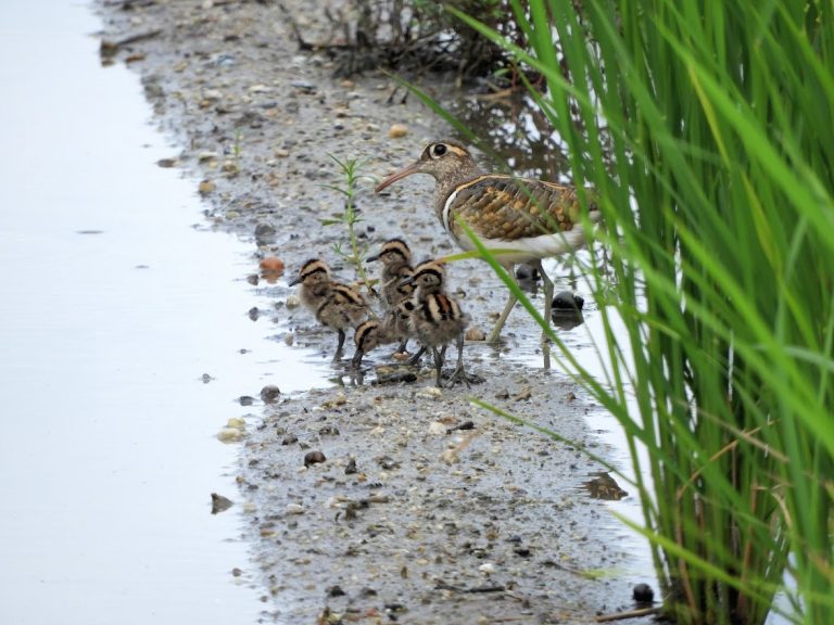 水路に落下していたタマシギのヒナ