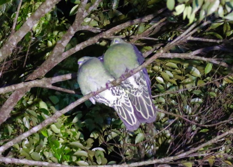 鳥が捕食者を避けるためのねぐら戦略