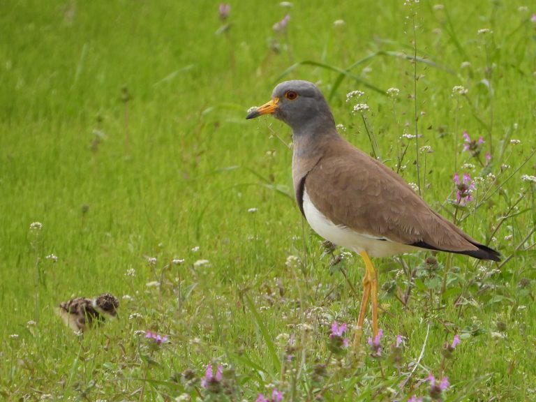 意外なところに営巣するケリ