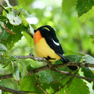 ぬいぐるみキーホルダー キビタキ