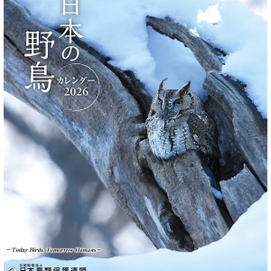 日本の野鳥カレンダー2026