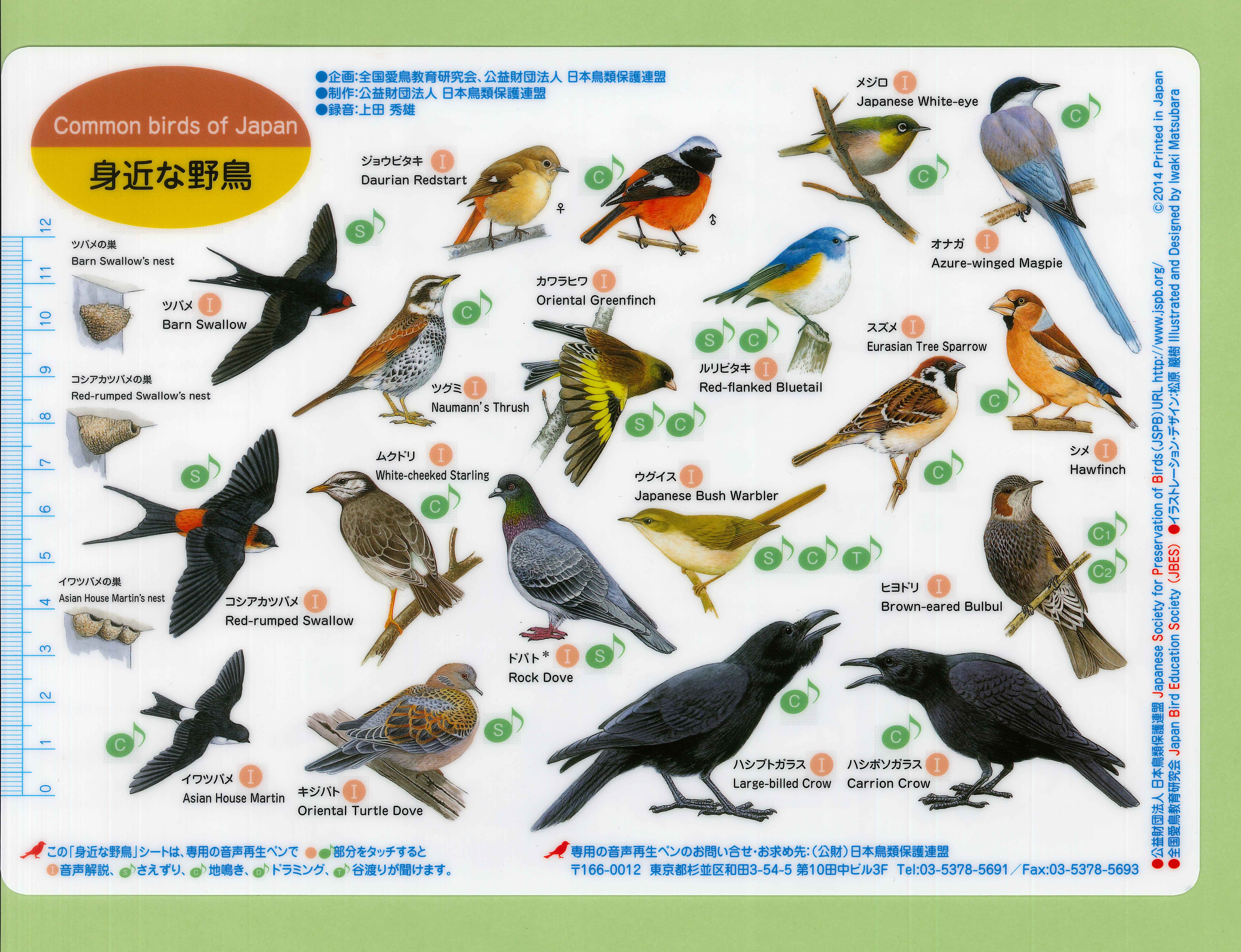 野鳥シート「身近な野鳥」