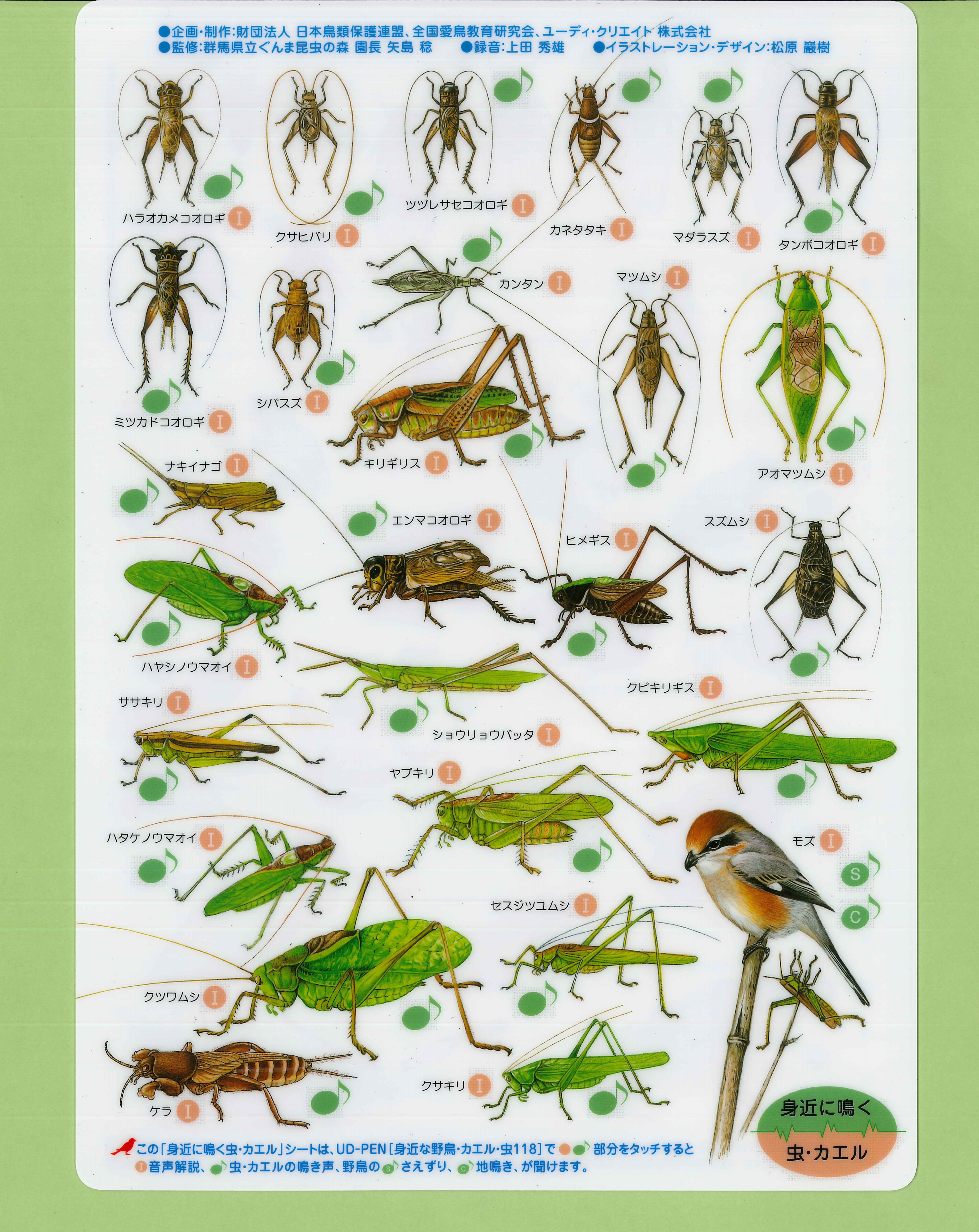 野鳥シート「身近に鳴く虫・カエル」