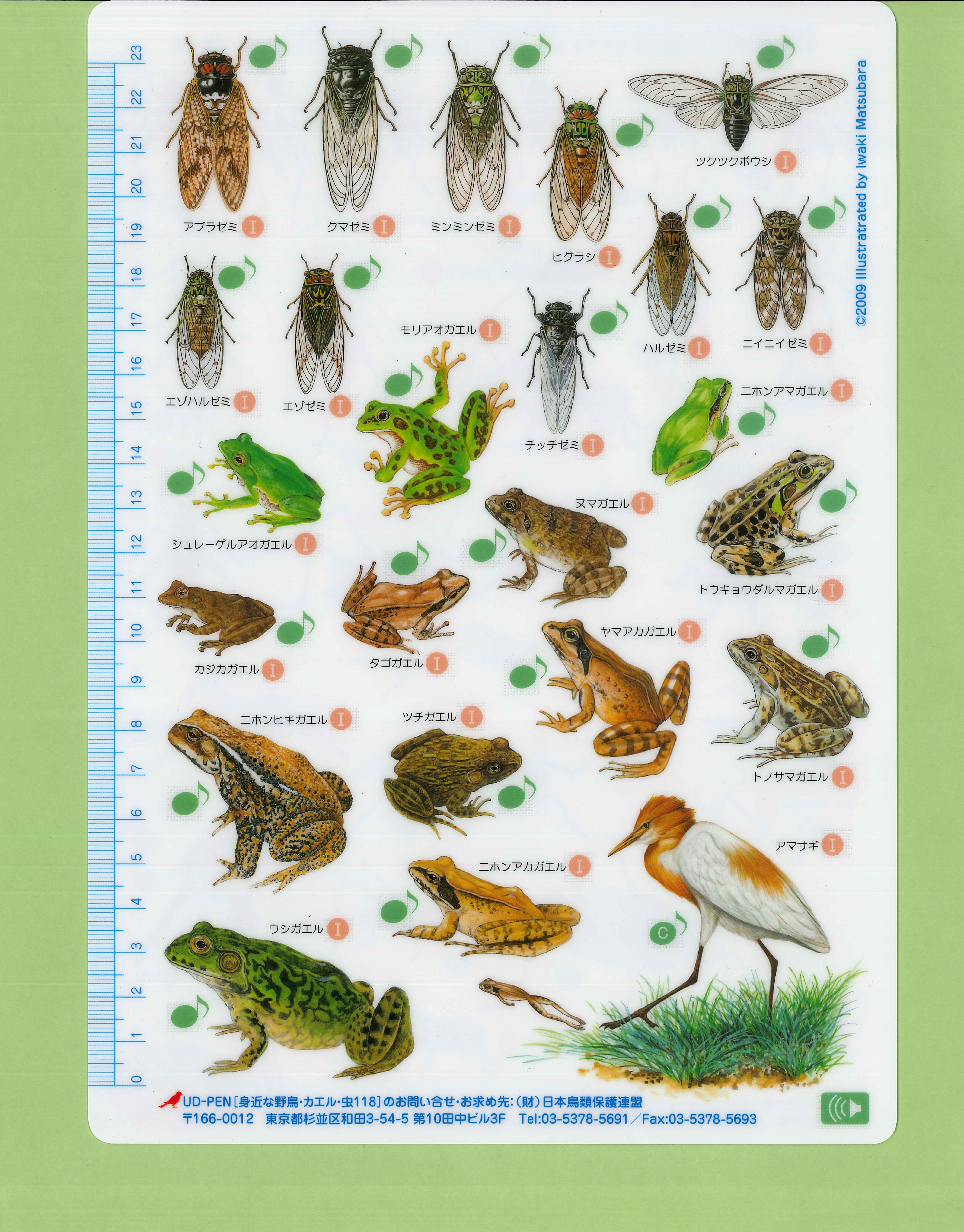 野鳥シート「身近に鳴く虫・カエル」 - 画像 (2)
