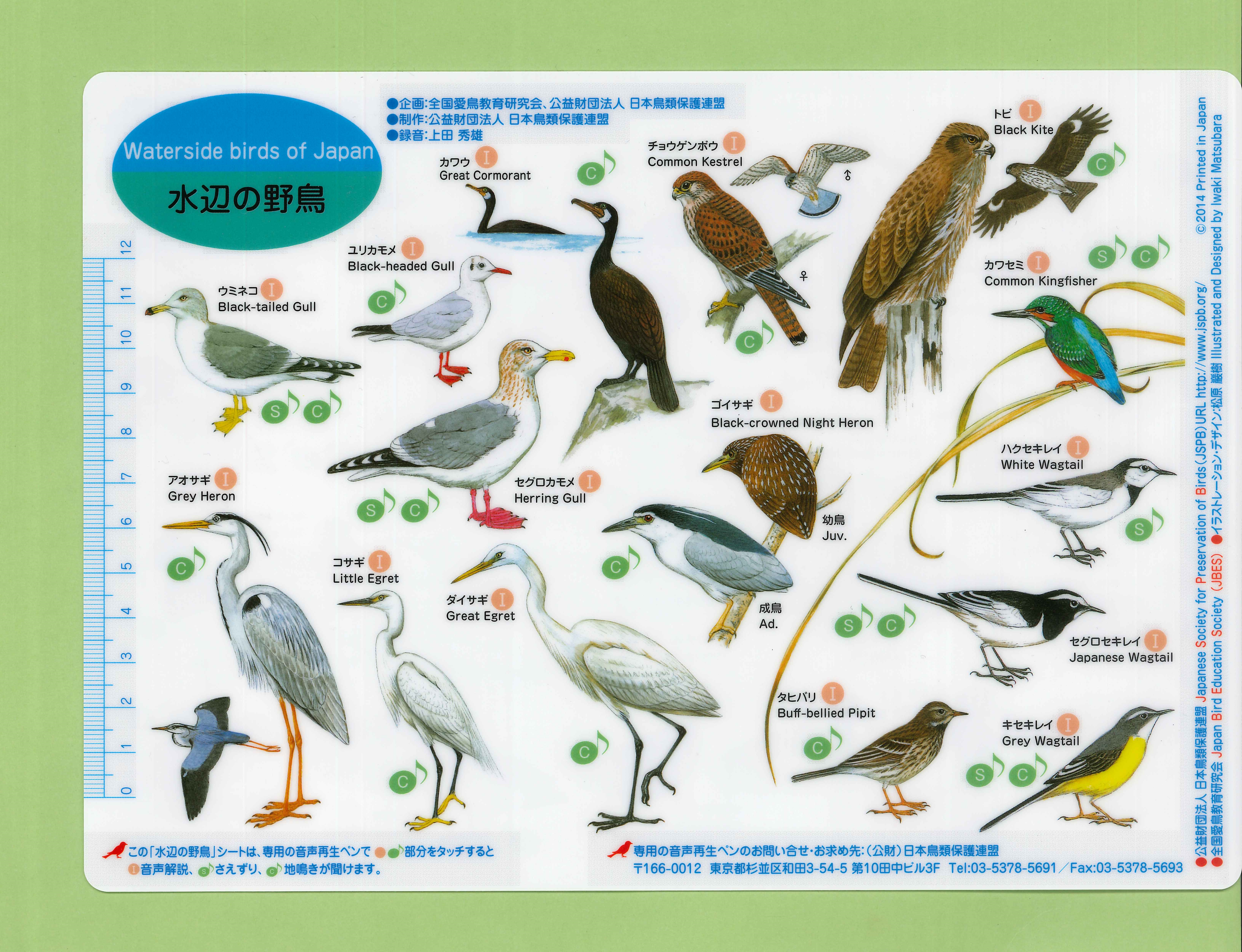 野鳥シート「水辺の野鳥」