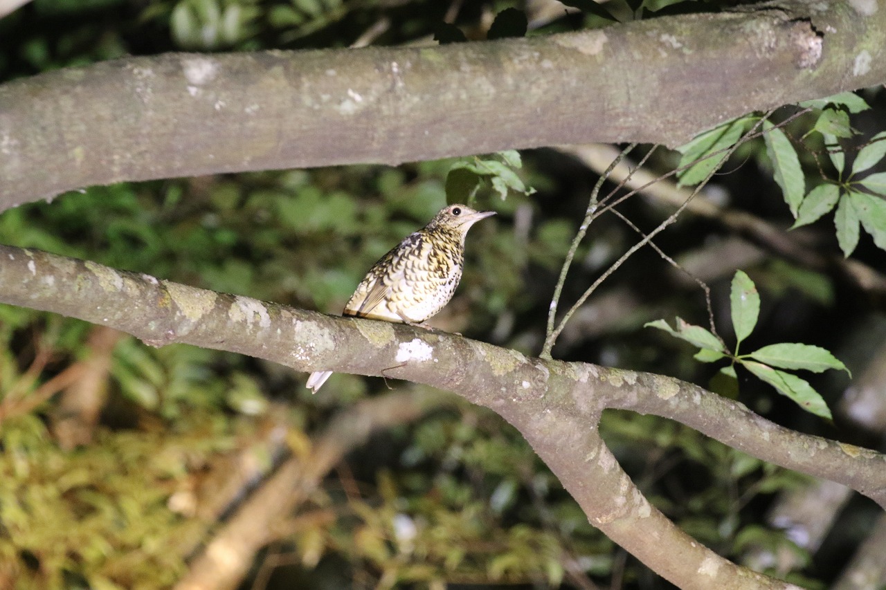 オオトラツグミ ピアス/イヤリング(小) - 画像 (4)